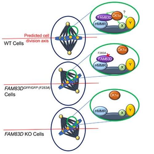  FAM83D directs protein kinase CK1α to the mitotic spindle for proper spindle positioning 