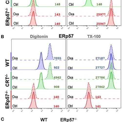  Integrins and ERp57 Coordinate to Regulate Cell Surface Calreticulin in Immunogenic Cell Death 